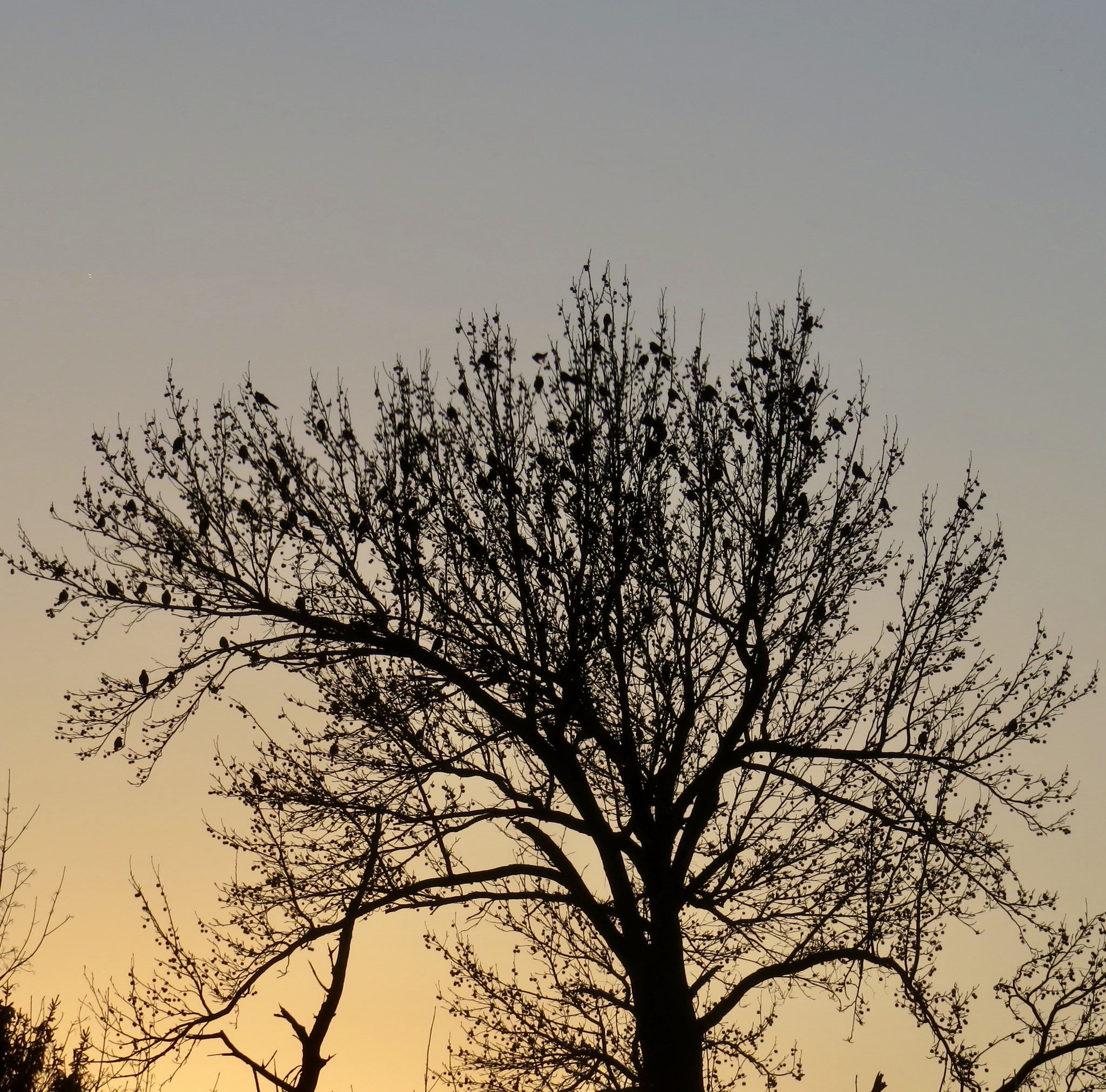 Liquidambar styraciflua